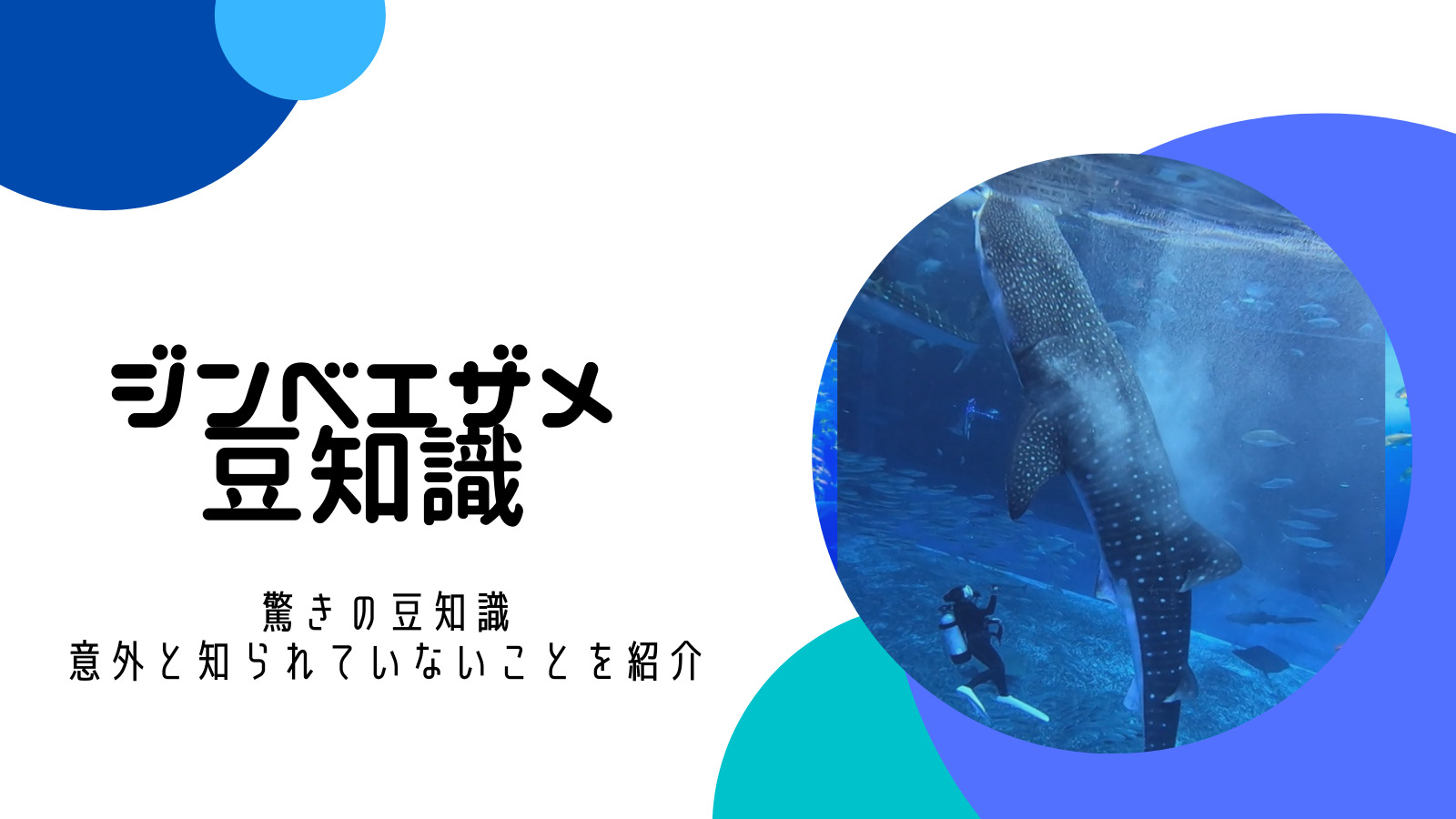 水族館で使える ジンベエザメの豆知識 ジンタ飼育年数27年記念