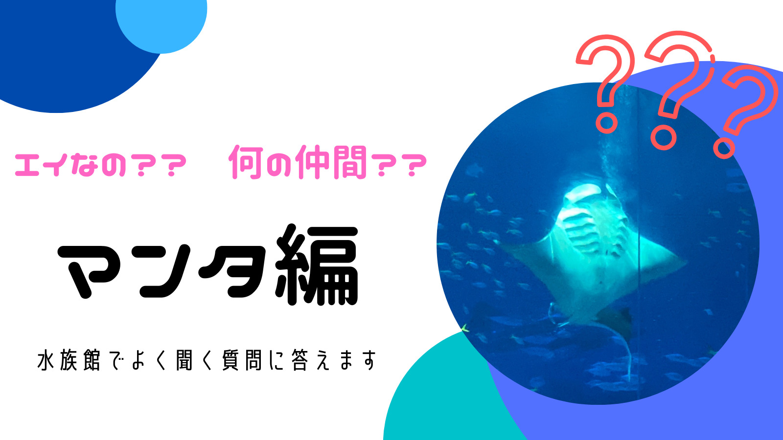 水族館豆知識 エイ それともマンタ 水族館でよく聞く質問に答えます