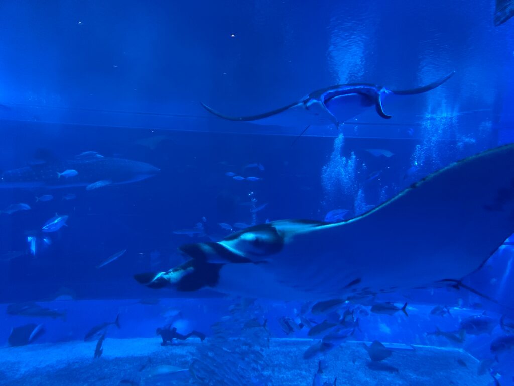 水族館豆知識 エイ それともマンタ 水族館でよく聞く質問に答えます