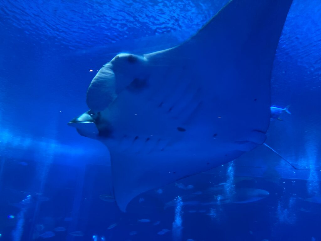 水族館豆知識 エイ それともマンタ 水族館でよく聞く質問に答えます