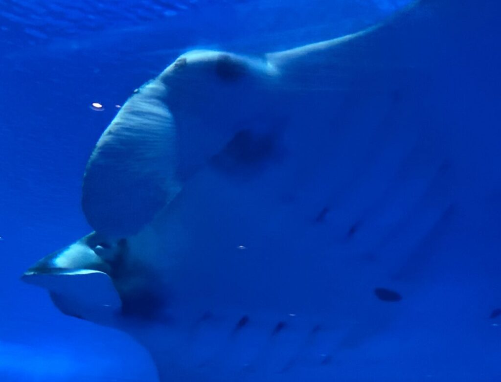 水族館豆知識 エイ それともマンタ 水族館でよく聞く質問に答えます