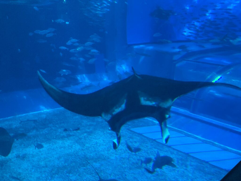 水族館豆知識 エイ それともマンタ 水族館でよく聞く質問に答えます