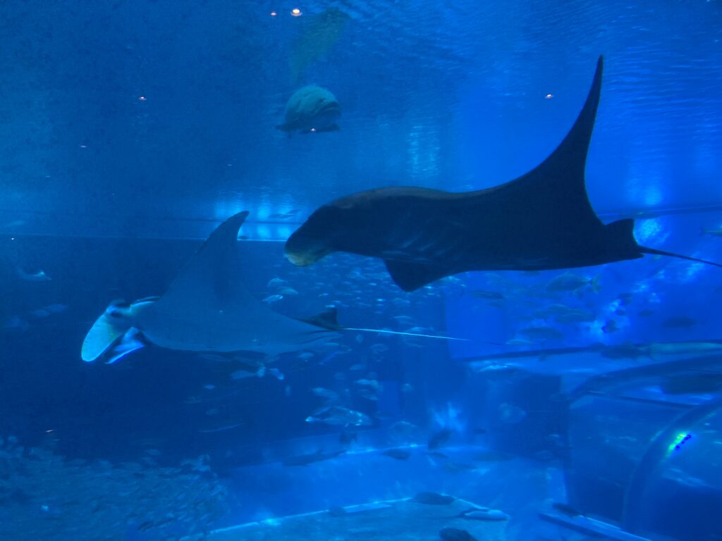 水族館豆知識 エイ それともマンタ 水族館でよく聞く質問に答えます